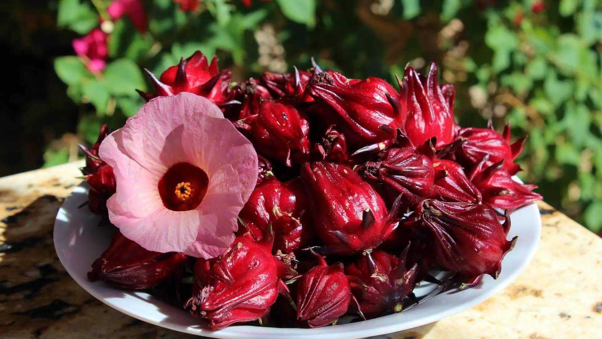 Hibiscus Sabdariffa